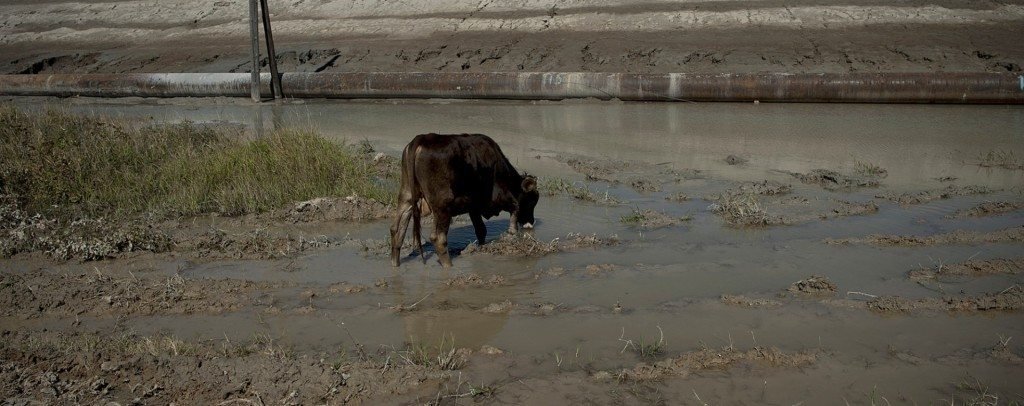 A cow drinking water from the Artsvanik tailing pond from the Zangezur Copper-Molybdenum mine in Kajaran. (Photo by Nazik Armenakyan)