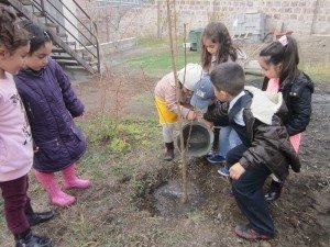 ATP’s CTP program planted more than 27,000 fruit and decorative trees this fall, including 120 trees with students at Yerevan’s Ohanyan School.
