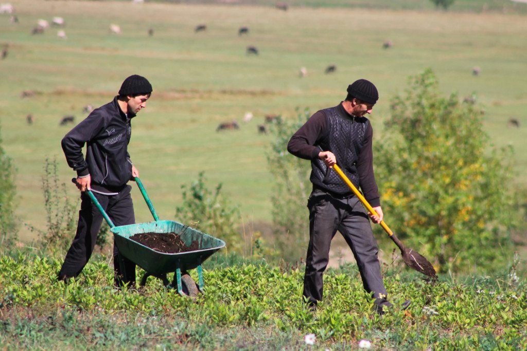 ATP employs dozens of people at its three nurseries. These two men are hard at work at the Mirak Family Reforestation Nursery in Margahovit where hundreds of thousands of trees are under cultivation