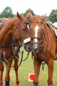 The horses can tell if you are a beginner or an advanced player, and they take care of their riders equally.
