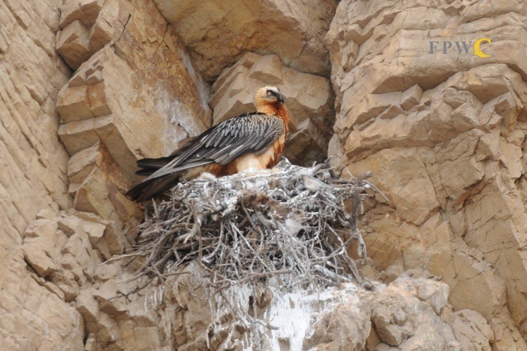 This nesting bearded vulture was spotted by rangers in the Caucasus Wildlife Refuge.