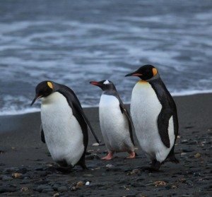 Penguins look forward to greeting Dr. Deneb Karentz during her annual work-study trips to Antarctica. ‘They’re very curious and will come check us out,’ she said.