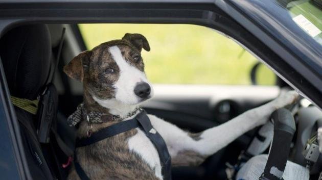 Remaining dogged behind the wheel