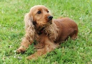 A Cocker Spaniel Named ‘Dznoont’