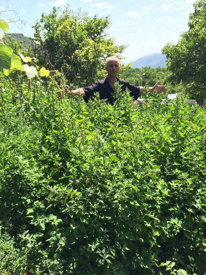 A farmer poses with his quinoa plants in Armenia