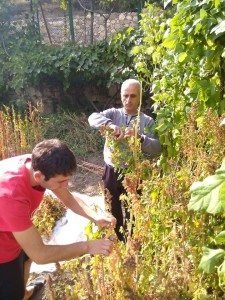 Farmers harvesting quinoa in Halidzor