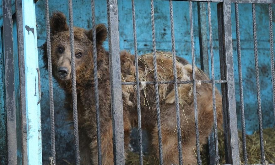 One of the Daily Mail photographs highlighting the condition of the animals at the Gyumri Zoo (Photo: Daily Mail-Roger Allen)