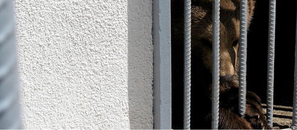 A caged bear in Armenia