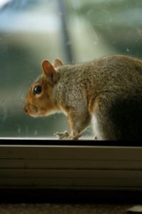 Squirrels prove unwarranted guests.