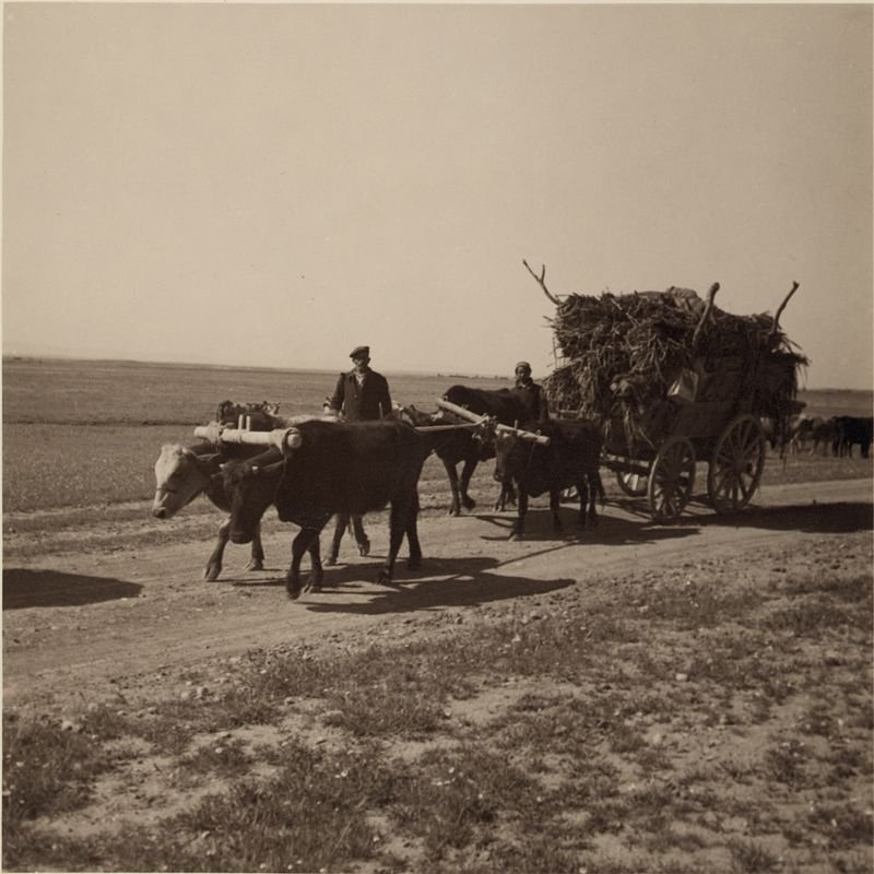 Assyrian refugees on a wagon moving to a newly constructed village on the Khabur river in Syria. (Photo: John David Whiting) 
